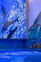 funny dolphins jumping in the pool, a lot of spray and water, in the blue pool in the aquarium.