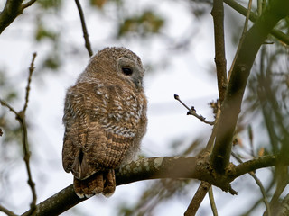 Tawny owl (Strix aluco)