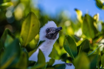 Baby red-footed booby, Genovesa island, Galapagos.