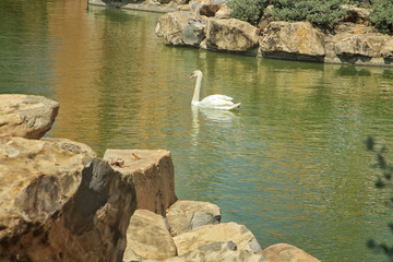 Fototapeta na wymiar swan on the lake