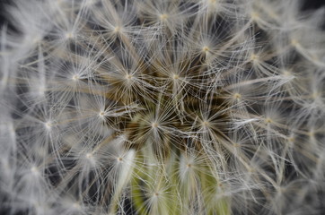Dandelion seeds macro flower