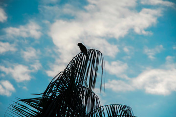 bird palmtree clouds in the sky