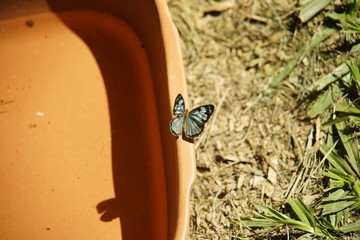 butterfly on nature