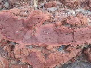 tree bark texture