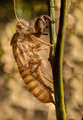 empty husk of cricket's body 