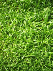 Green grass background