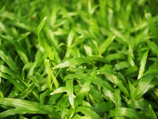 Green grass background