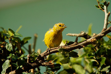 Obraz premium portrait beautiful Sicalis flaveola bird 