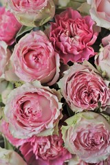 Pinky

