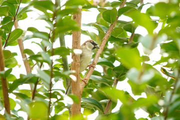 House Sparrow bird on a branch