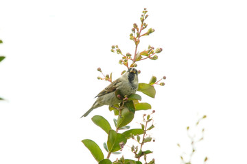 House Sparrow bird on a branch