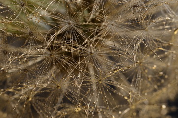 Christmas background : gold dandelion seeds