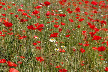 Fototapeta premium Field With Poppy Flowers Close Up