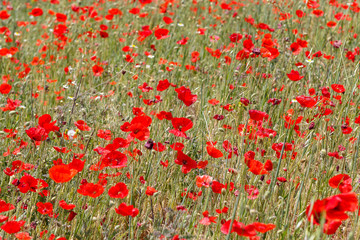 Fototapeta premium Field With Poppy Flowers Close Up