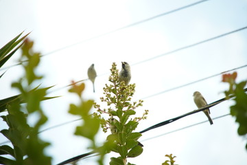 House Sparrow bird on a branch