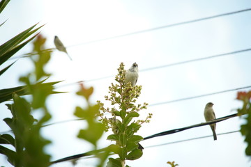 House Sparrow bird on a branch