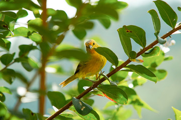 Sicalis flaveola bird on the tree
