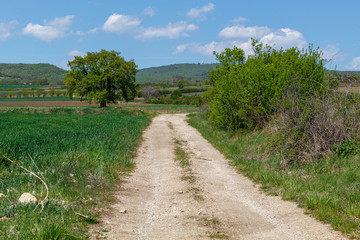 Fototapeta na wymiar Dirt Road in The Countryside