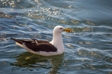 gaviota en el agua