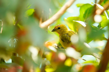 Sicalis flaveola bird on the tree