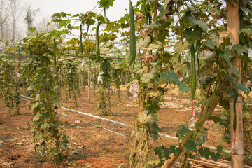 Zucchini in the garden in Thailand.