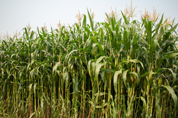 Obraz premium Corn plantation.