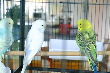 Budgie sitting on the wooden stick in cage. beautiful parrot lovebird
