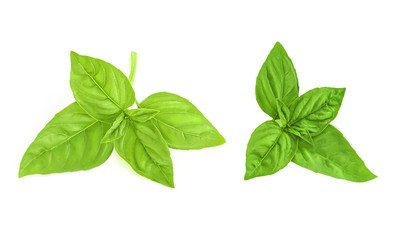 Fresh green basil leaves isolated on white background, top view