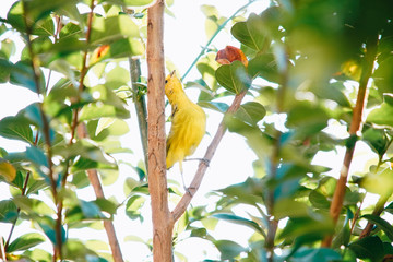 Sicalis flaveola bird on the tree