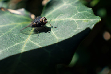 mosca en hoja verde