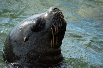 Naklejka premium cabeza de lobo marino en el agua