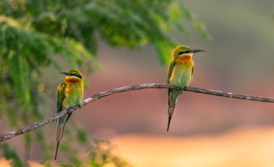 Obraz premium bee eater perched on branch