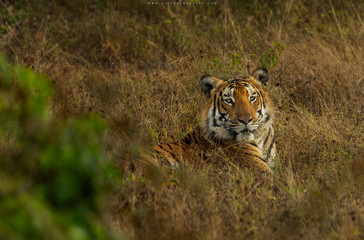 Fototapeta na wymiar Tigers Portrait