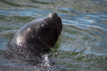 Fototapeta premium lew morski w wodzie