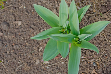 Under the spring sun green onions sprang up in the garden