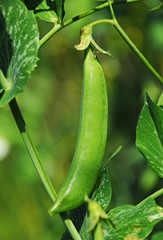 グリーンピース　鹿児島県　出水市