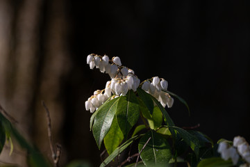 Blooming tree and leaves in spring