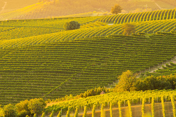 Fototapeta premium vineyards landscape in barolo area italy
