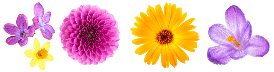 Set of different flowers buds isolated on a white background. Lilac flowers. Narcissus flower. Dahlia flower. Marigold flower. Crocus flower.