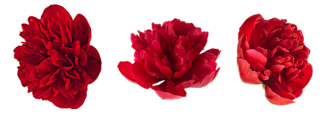 Beautiful red peony flowers isolated on a white background. Set of images. © domnitsky