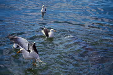 gaviotas en el agua 