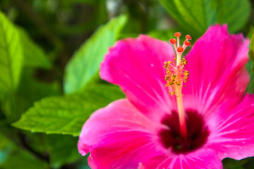 close up of blurred macro beautiful bright pink tropical flower with green leaves,spring background
