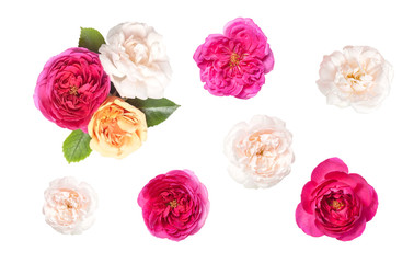 Flower rose for wedding, save date, thank you, business card.
