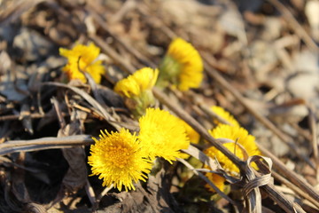 yellow flowers in spring