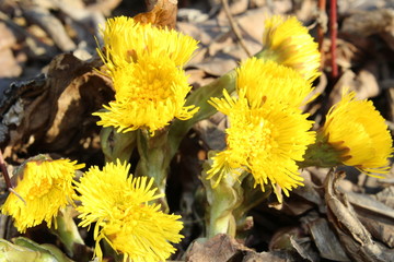 yellow flowers in spring