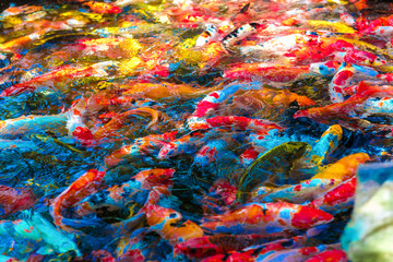 multi-colored koi fish swim in a blue pond.