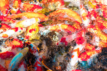 Naklejka premium multi-colored koi fish swim in a blue pond.