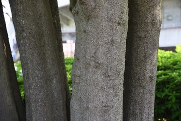 Quercus myrsinifolia (Bamboo leaved oak) / Fagaceae evergreen tall tree