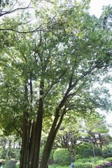 Quercus myrsinifolia (Bamboo leaved oak) / Fagaceae evergreen tall tree