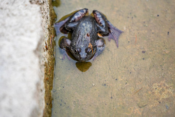 Lake Frog  (Pelophylax ridibundus, Ranidae)  in the water in early spring